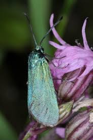 Attēlu rezultāti vaicājumam “Adscita statices”