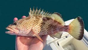 Image result for Epinephelus adscensionis