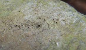 Attēlu rezultāti vaicājumam “Microcalicium disseminatum”