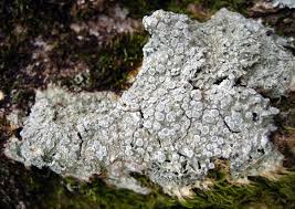 Attēlu rezultāti vaicājumam “Pertusaria albescens”