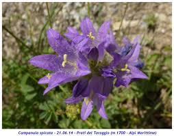 Image result for Campanula spicata