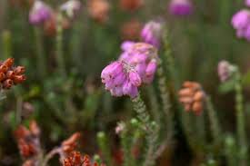 Attēlu rezultāti vaicājumam “Erica tetralix leaf”