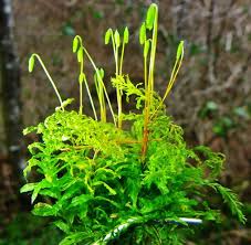 Attēlu rezultāti vaicājumam “Plagiomnium undulatum”