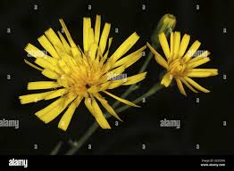 Attēlu rezultāti vaicājumam “Hieracium murorum bud”