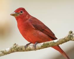 Image result for Piranga rubra