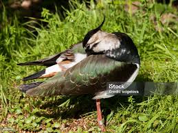 Attēlu rezultāti vaicājumam “Vanellus vanellus adult”