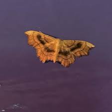 Attēlu rezultāti vaicājumam “Idaea emarginata”