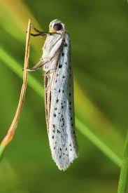 Attēlu rezultāti vaicājumam “Yponomeuta evonymella”