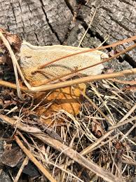 Attēlu rezultāti vaicājumam “Onnia triquetra”