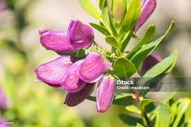 Attēlu rezultāti vaicājumam “Polygalaceae”