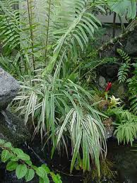 Attēlu rezultāti vaicājumam “Dianemataceae”