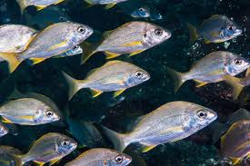 Image result for Pomadasys incisus