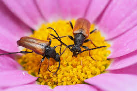 Attēlu rezultāti vaicājumam “Pseudovadonia livida”