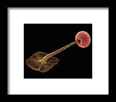 Attēlu rezultāti vaicājumam “Didymium sp.”