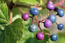 Attēlu rezultāti vaicājumam “Ampelopsis glandulosa var. brevipedunculata”