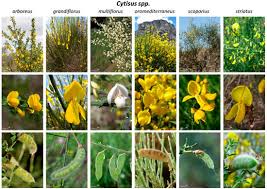 Attēlu rezultāti vaicājumam “Cytisus scoparius fruit”