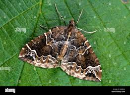 Attēlu rezultāti vaicājumam “Eulithis prunata”