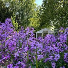 Image result for Hesperis matronalis