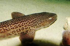 Image result for Poroderma pantherinum