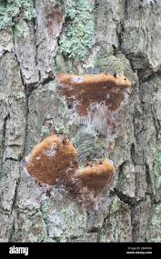 Attēlu rezultāti vaicājumam “Phellinus robustus”