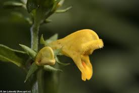 Attēlu rezultāti vaicājumam “Melampyrum sylvaticum”