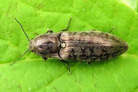 Attēlu rezultāti vaicājumam “Actenicerus sjaelandicus”