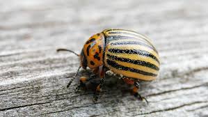 Attēlu rezultāti vaicājumam “Leptinotarsa decemlineata”