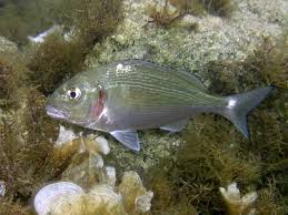 Image result for Sparus aurata