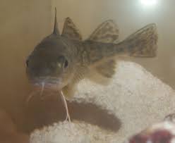 Image result for Microgadus tomcod