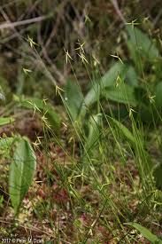 Attēlu rezultāti vaicājumam “Carex pauciflora”
