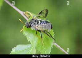 Attēlu rezultāti vaicājumam “Cimbex femoratus imago”