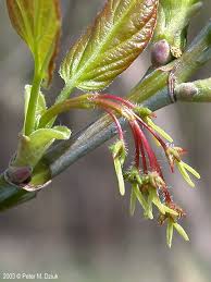 Attēlu rezultāti vaicājumam “Acer negundo bud”