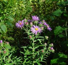 Image result for Aster novae-angliae