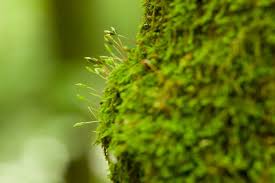 Attēlu rezultāti vaicājumam “Leskea polycarpa sporophyte”