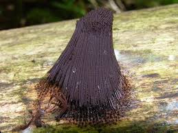 Attēlu rezultāti vaicājumam “Stemonitis splendens spores”