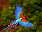 aves pronunciation