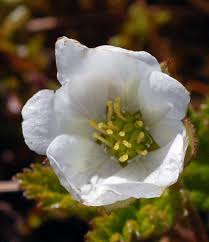 Attēlu rezultāti vaicājumam “Rubus chamaemorus flower”