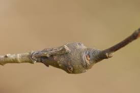 Attēlu rezultāti vaicājumam “Euura acutifoliae”