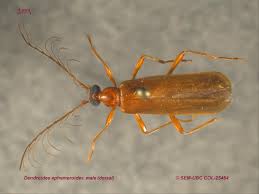 Attēlu rezultāti vaicājumam “Pyrochroidae”