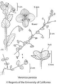 Attēlu rezultāti vaicājumam “Veronica persica flower”