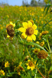 Attēlu rezultāti vaicājumam “Bidens cernua flower”