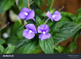 Image result for Browallia speciosa