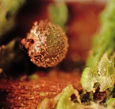 Attēlu rezultāti vaicājumam “Cribraria cancellata var. fusca spores”