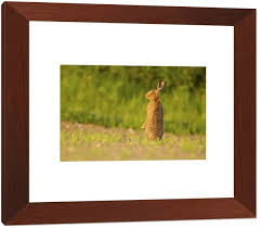 Attēlu rezultāti vaicājumam “Lepus europaeus adult”