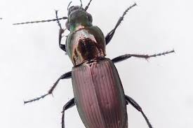 Attēlu rezultāti vaicājumam “Poecilus lepidus”