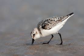 Attēlu rezultāti vaicājumam “Calidris alba”