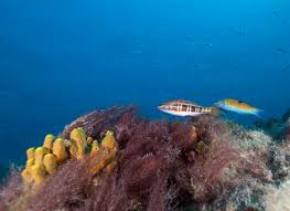 Image result for Serranus atricauda