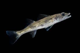 Image result for Sander canadensis