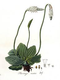 Attēlu rezultāti vaicājumam “Plantago media”