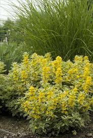 Attēlu rezultāti vaicājumam “Lysimachia punctata”